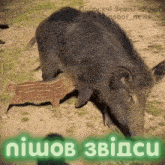 a picture of a wild boar and a piglet with a green border that says niubov 3vidcu