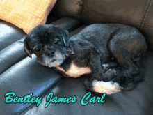 Dog Pet GIF - Dog Pet Bentley James Carl GIFs