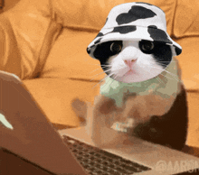Cat Moocat GIF - Cat Moocat GIFs