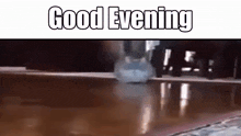 Good Evening Cat GIF - Good Evening Cat Cat Running GIFs