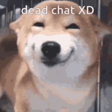 Deadchat Dog GIF - Deadchat Dog Discord GIFs