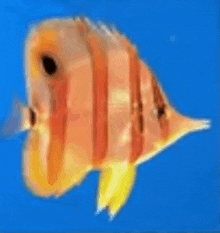 a red and yellow fish with a yellow tail is swimming in a blue tank .