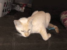 a white cat laying on a couch with a laundry basket in the background