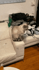 Hoppe Hoppersk GIF - Hoppe Hoppersk Cat GIFs