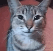 a close up of a cat 's face making a funny face while looking at the camera .