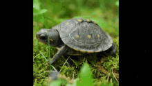 Turtle Infant Sea Turtle Sorry GIF - Turtle Infant Sea Turtle Turtle Sorry GIFs