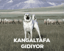 Kangal GIF - Kangal GIFs