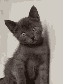 marcelo gato cat black cat kitten