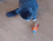 a blue and white cat is playing with a toy on the floor