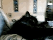 a blurry picture of a black cat laying down on a bed