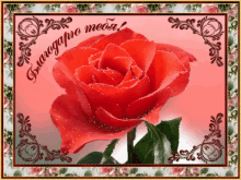 a greeting card with a red rose and the words buona giornata meaa