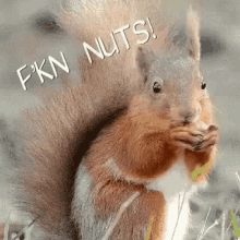 Crazy Nuts GIF - Crazy Nuts Tree Mouse GIFs