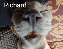 a close up of a cat 's face with the name richard written above it