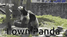 i own panda