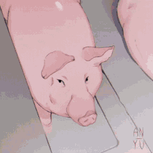Pig свинья GIF - Pig свинья GIFs