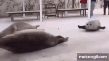 Attack Of Seals Hundred Of Seals GIF - Attack Of Seals Seals Hundred Of Seals GIFs