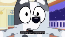 Bluey Muffin Coconuts Talking To Stuffed Toy GIF - Bluey Muffin Coconuts Talking To Stuffed Toy Coconuts Have Water In Them GIFs