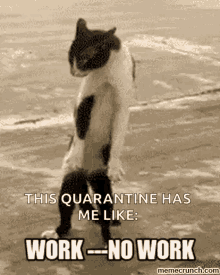 Quarantine Kitten GIF