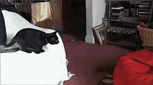 Cat Meh GIF - Cat Meh Jump GIFs
