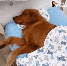 Funny Animals Sleeping Dogs GIF