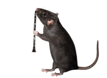 Patkány Muzikális Patkány GIF - Patkány Muzikális Patkány Egér GIFs