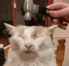 Cat Hammer GIF - Cat Hammer Annoyed GIFs