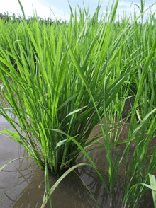 a lush green field of tall grass growing in the water
