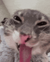 a close up of a cat licking its nose with its tongue out .