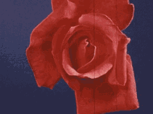 Rose Flower GIF