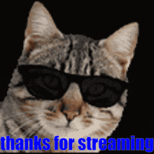 Cat Thanks GIF - Cat Thanks For GIFs