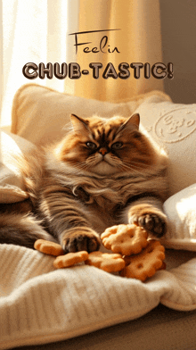 a cat laying on a couch with the words feelin chub tastic