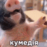 a close up of a pig 's face with a caption in a foreign language .