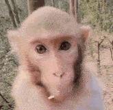 Monkey Skeptical GIF - Monkey Skeptical This Monkey Thinks Ur Dumb GIFs