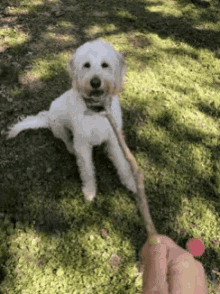 vicious labradoodle stick grab dog