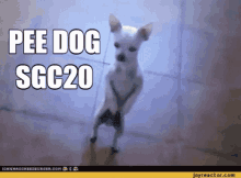 Pee Dog GIF - Pee Dog GIFs