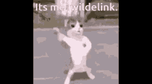 Wildelink GIF - Wildelink GIFs