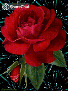 Red Rose Rose GIF - Red Rose Rose Fireworks GIFs