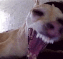 a dog is yawning with its mouth wide open