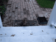 How To Attract Wild Rabbits To Your Yard GIF - How To Attract Wild Rabbits To Your Yard GIFs