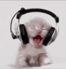 Cat Music GIF - Cat Music Happy GIFs