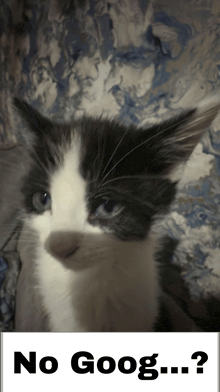a picture of a cat with the words " no goog... " below it