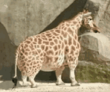 Girafe GIF
