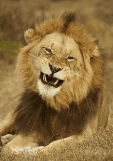 Laughing Lion GIF