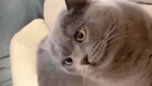 a close up of a cat looking at the camera with its tongue out .