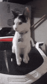 a black and white cat with a tag that says ' amanda '