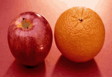 Apple Orange GIF - Apple Orange GIFs