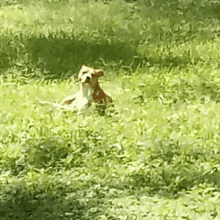 Life Is Good Dogs GIF - Life Is Good Dogs Love GIFs