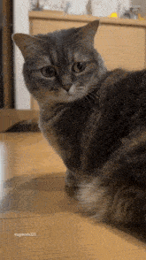 a cat is laying on a wooden floor with the name muginesh023 on the bottom right