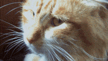 a close up of a cat 's face with a white whisker
