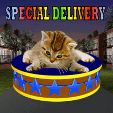 special delivery special love floating cat floating kitten awesome kitten